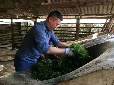 访中国普洱茶第一县--勐海