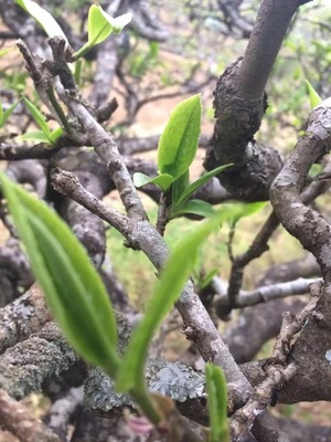 凤宁号茶叶加盟信息